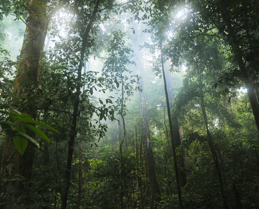 Bomen in mist